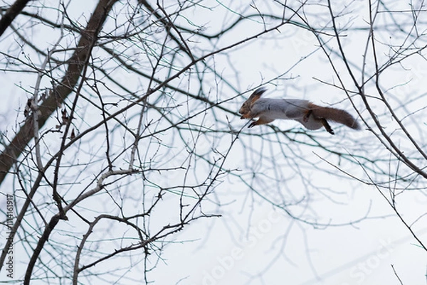 Fototapeta Squirell on the tree
