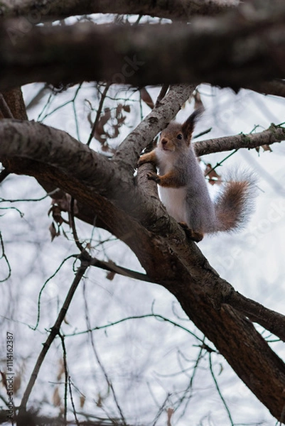Fototapeta red squirrel on a tree