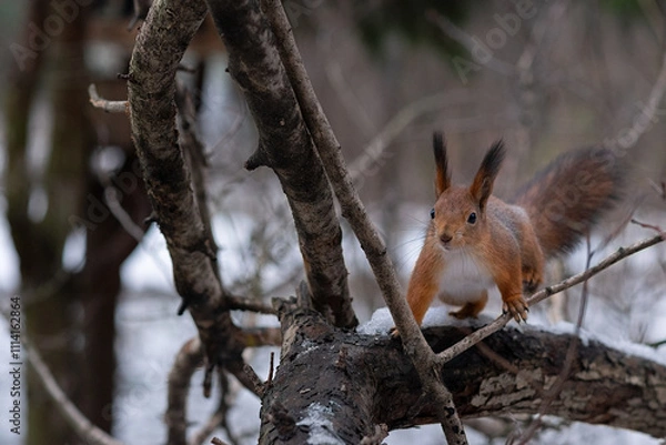 Fototapeta squirrel on a tree
