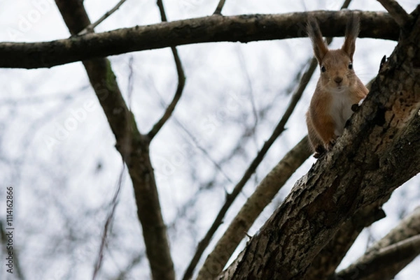 Fototapeta Squirell on the tree