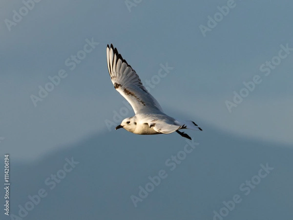 Obraz 東よか干潟を飛翔するズグロカモメ