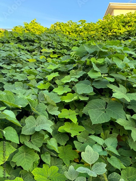 Obraz green kudzu leaves, sky and building in the background