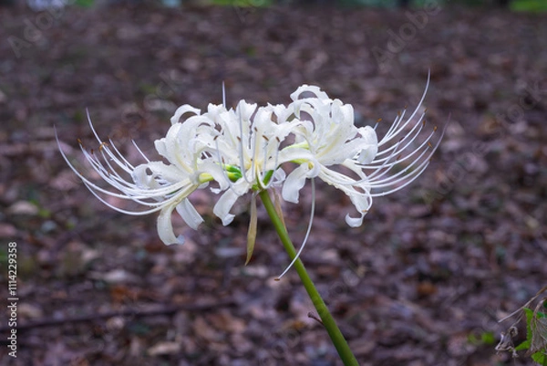 Obraz 【リコリス】秋に咲く白い彼岸花