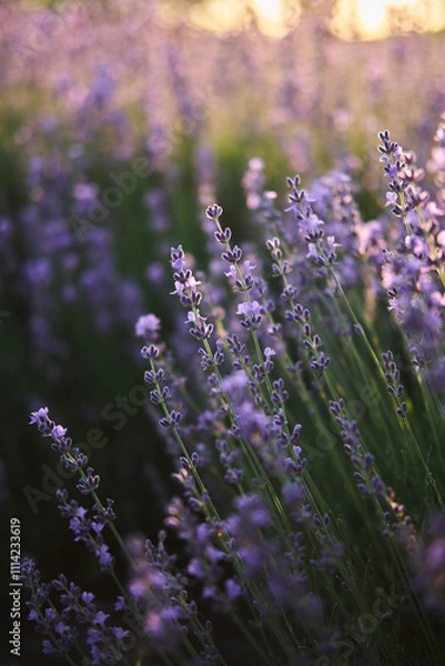Obraz lavender field region