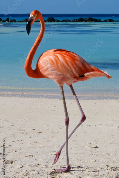 Fototapeta Flamingo walking on beach of Renaissance Island Aruba