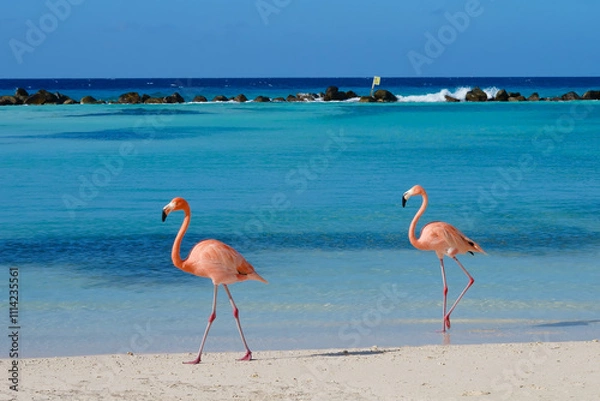 Fototapeta Flamingos walking on beach of Renaissance Island Aruba