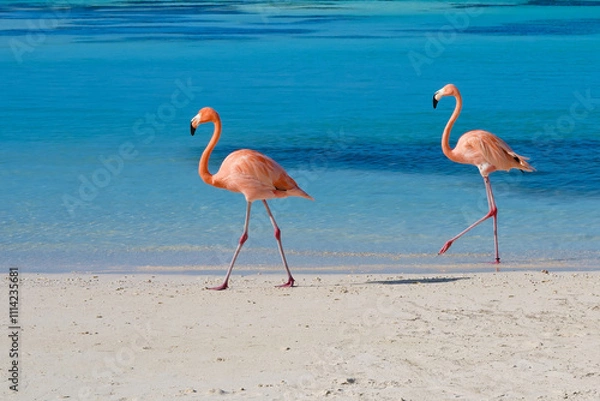 Fototapeta Flamingos walking on beach of Renaissance Island Aruba