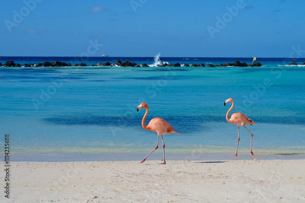 Fototapeta Flamingos walking on beach of Renaissance Island Aruba