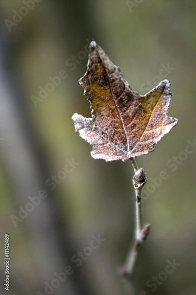 Obraz autumn afternoon III