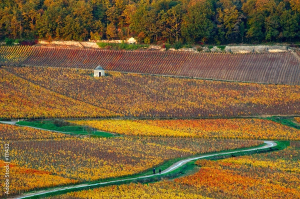 Obraz vigne au couchant
