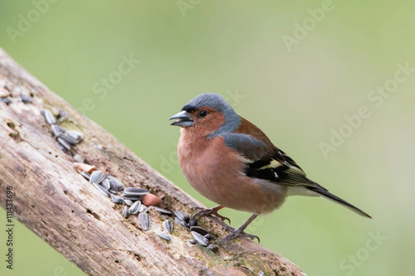 Fototapeta Buchfink Männchen