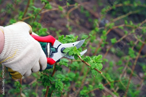 Obraz Women's gloved hands are pruning raspberries with a pruner in the garden