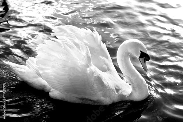 Obraz Lone Swan B&W