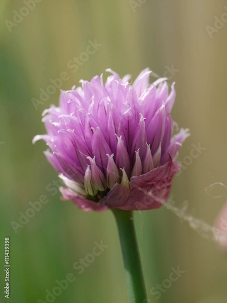 Fototapeta Schnittlauchblüte