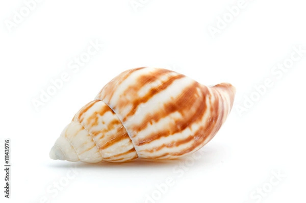 Fototapeta Seashell
