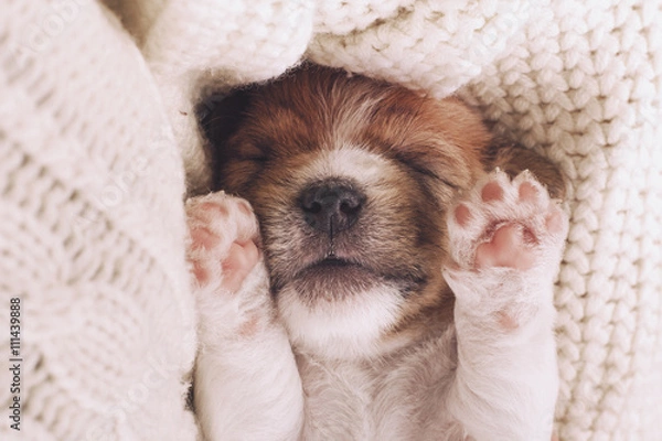 Obraz Cute puppy sleeping with his paws up on a knitted sweater. Cozy winter at home. Instagram filter