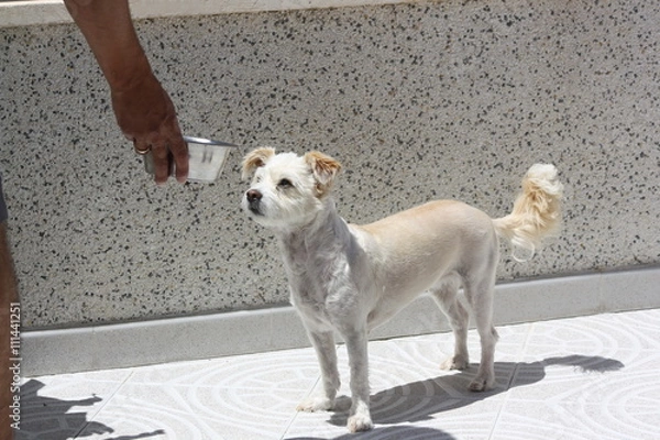 Obraz perro joven esperando una buena comida
