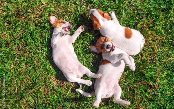Fototapeta Funny smiling puppies playing outdoors on a green summer meadow. Happy pets enjoying their life. Small cute dogs background with space for your text or design