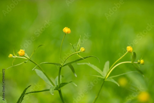 Fototapeta Kashubian Buttercups in flower in spring. Buttercup kashubian (Ranunculus cassubicus) blooms in the wild in the old manor park.  Yellow flower tots on a green background. 