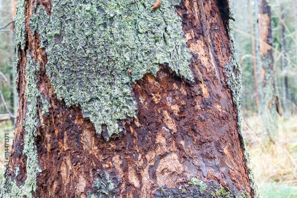 Fototapeta Close-up of a tree trunk damaged by a bark beetle. Environmental protection.