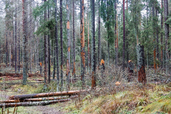Fototapeta Trees that died as a result of the reproduction of the bark beetle. Withered fir trees. Environmental protection.