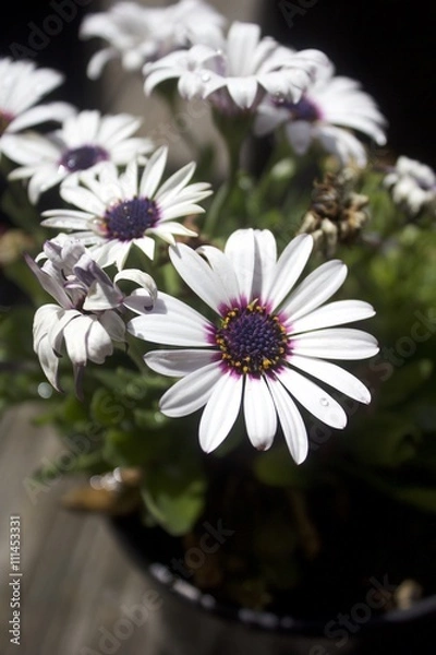 Fototapeta Daisy, Purple