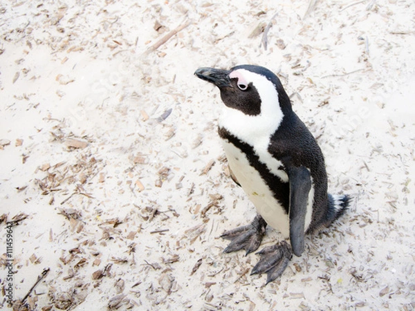 Obraz Penguin in boulders beach