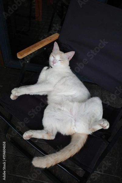 Obraz A cat sleeping on the street