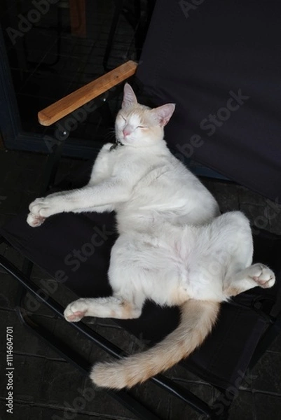 Obraz A cat sleeping on the street