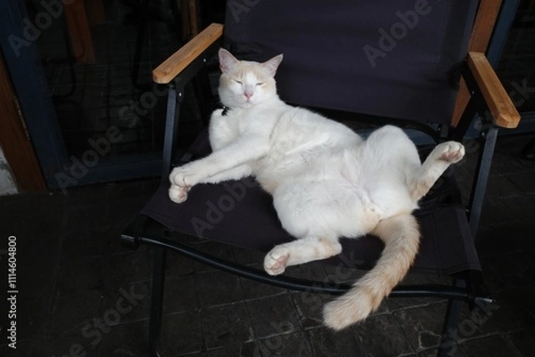 Obraz A cat sleeping on the street