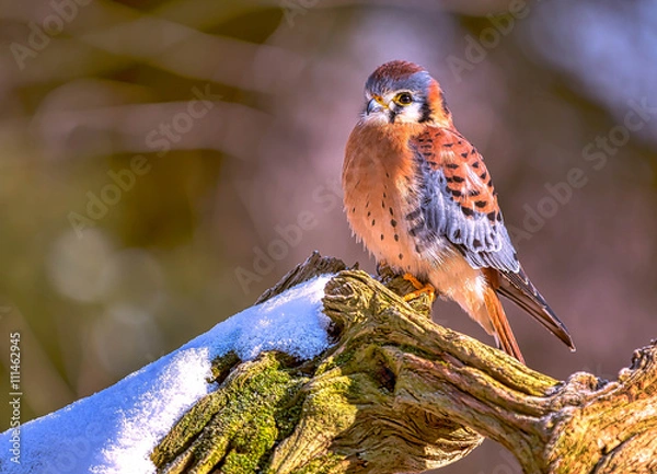 Obraz American kestrel on a tree with snow