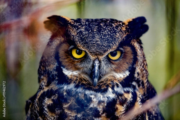 Obraz Gray horned owl close up