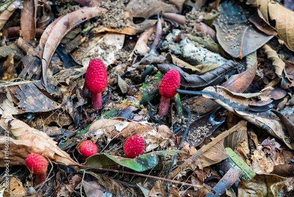 Obraz amazonia