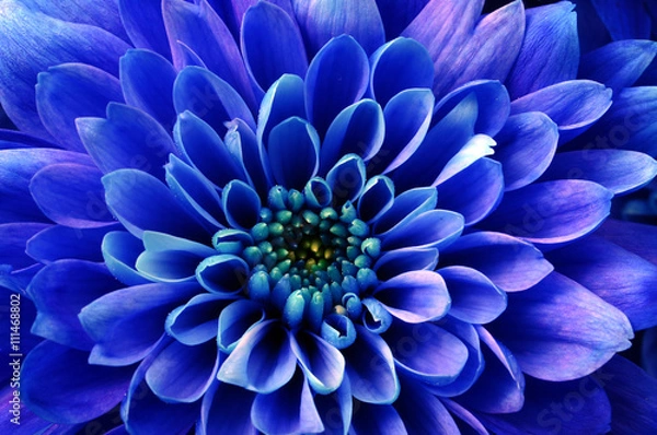 Obraz Macro of blue flower aster