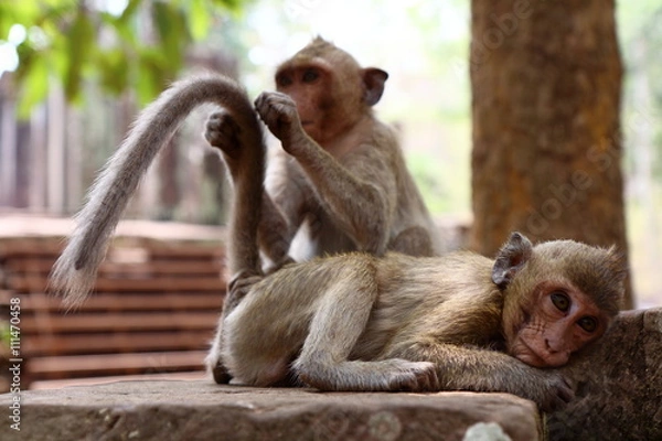 Fototapeta Monkey at Angkor site, Cambodia