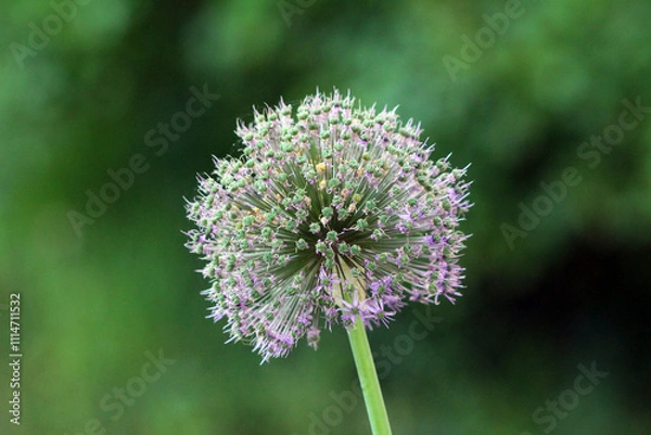 Fototapeta Single Ornamental onion or Allium herbaceous geophyte perennial bulbous herb monocotyledonous flowering plant with single spherical flower that forms an umbel at the top of a leafless stalk in shape