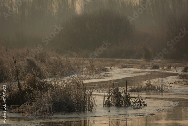 Obraz Bagna wśród traw