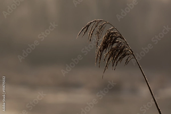 Obraz Źdźbło trawy