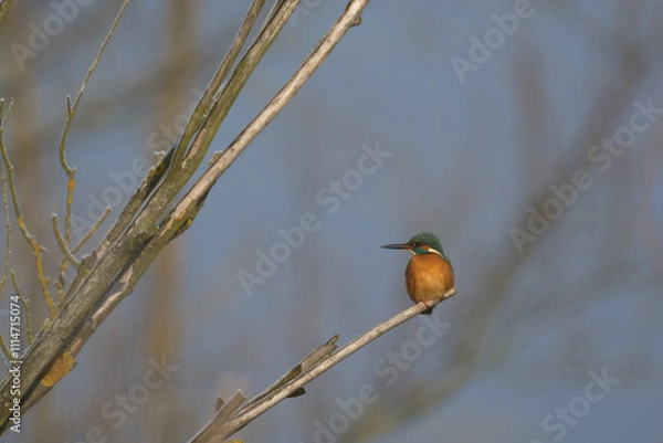 Obraz Zimorodek (Alcedo atthis)