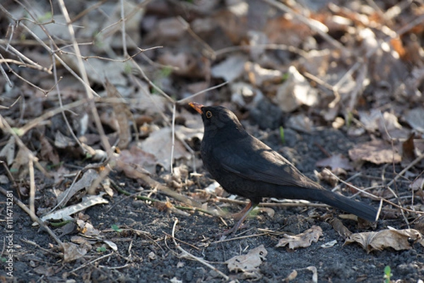 Obraz Kos (Turdus merula)