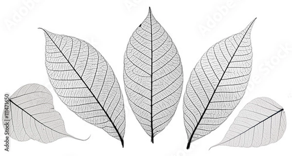 Obraz Skeleton leaves isolated on white