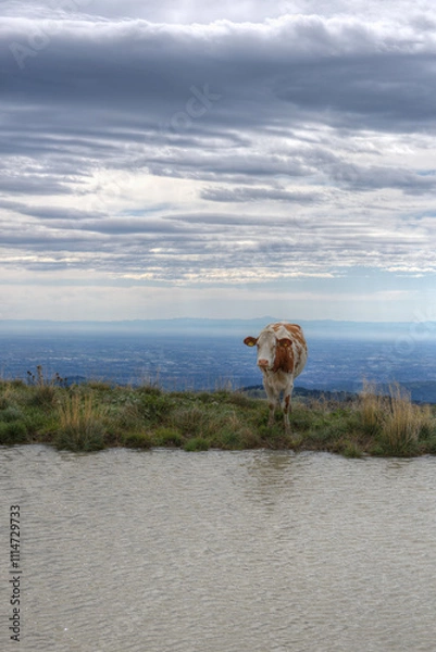 Fototapeta Cow standing next to a pool on a windy summer's day in the mountains.