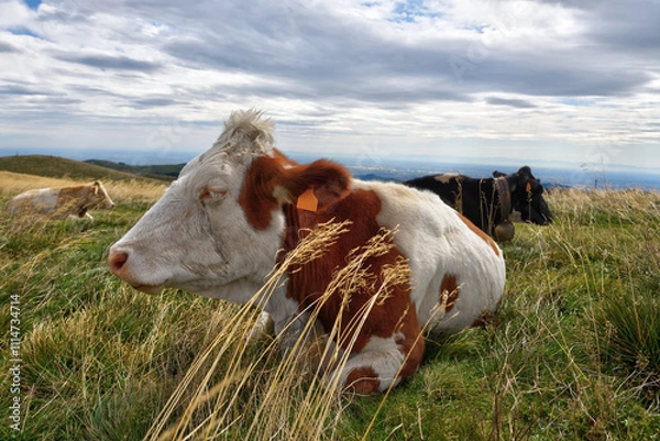 Obraz Sleepy young cow relaxes laying in long grass in an Alpine meadow