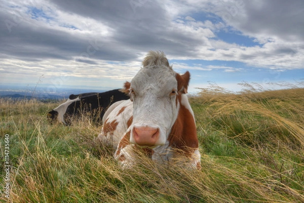 Obraz Young cow relaxes laying in long grass in an Alpine meadow