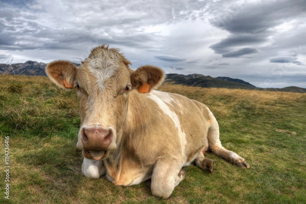 Obraz Close-up portrait of a young cow sitting in an Alpine meadow.