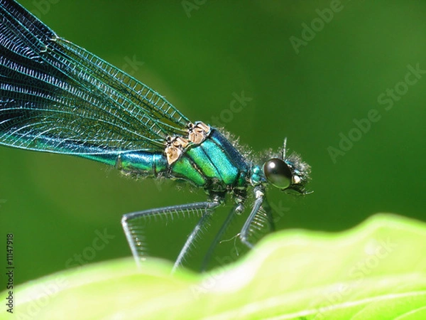 Obraz Dragonfly - portrait