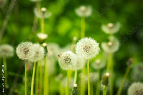Fototapeta Withered dandelion close range on a green background.