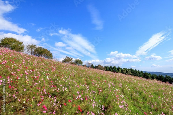 Fototapeta コスモス畑＠長崎県諫早市白木峰