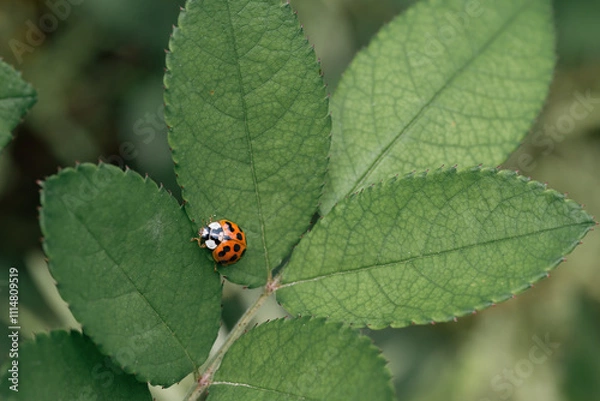 Obraz ladybug on green leaf