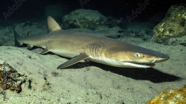 Fototapeta Shark Swimming Gracefully on Sandy Ocean Floor in Clear Water